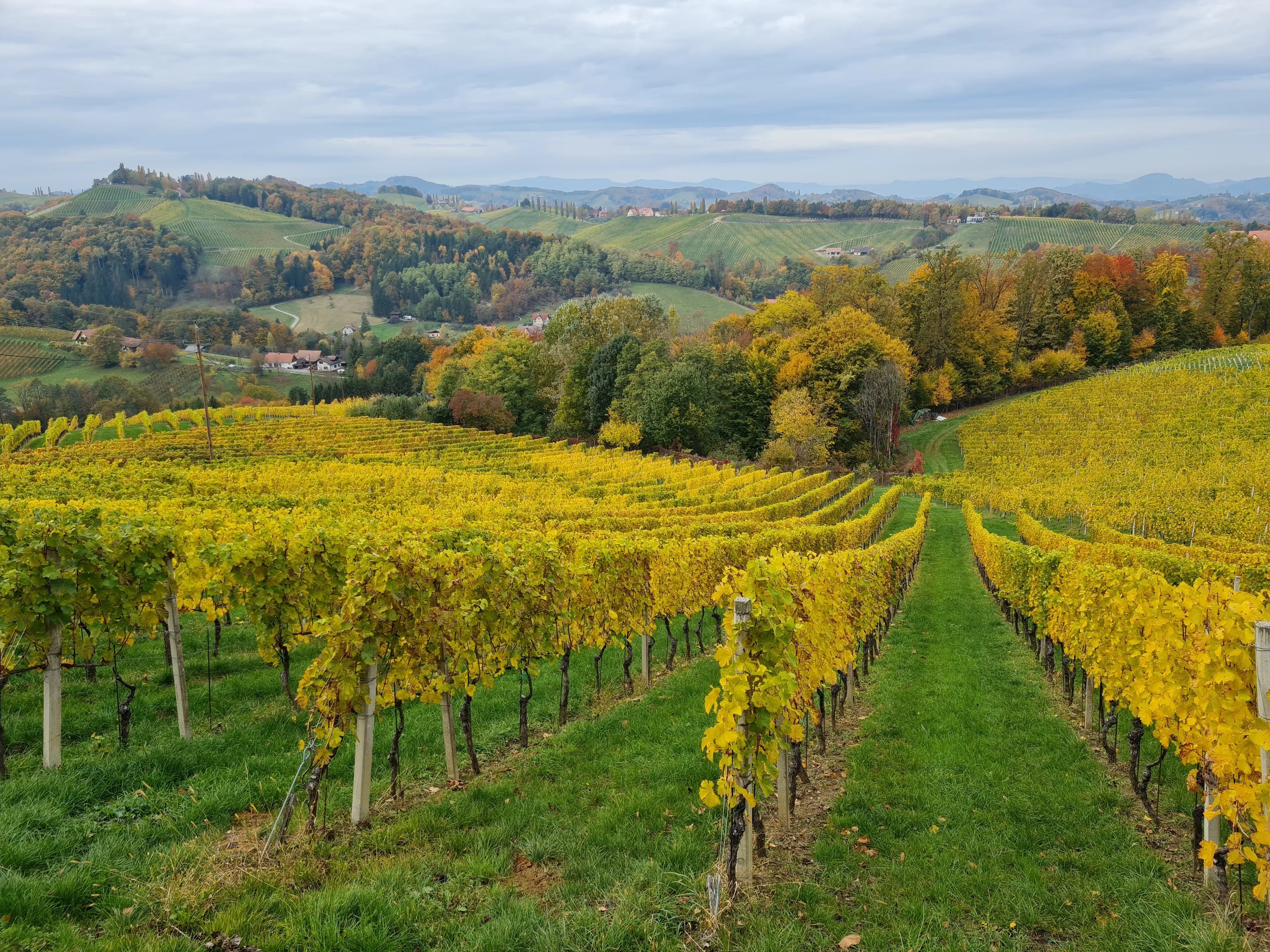 Website für Weinbauern